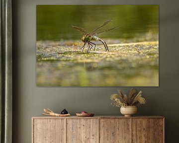 Libelle zet eitjes af van KB Design & Photography (Karen Brouwer)