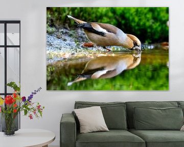 Appelvink met reflectie