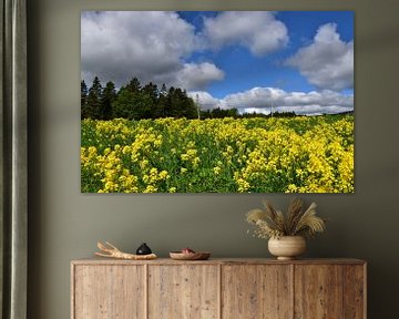 A field of oilseed rape in bloom by Claude Laprise
