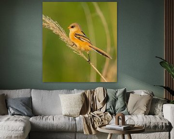 Juveniel Baardman in de zomer van JorDieFotografie