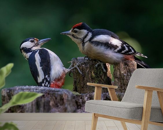 Aperçu de la chambre