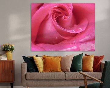 Roze roos van Judith Robben