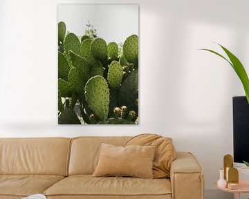 Cactus in zon in de zomer in Italië van Photolovers reisfotografie