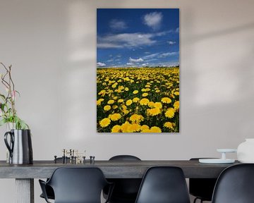 A dandelion flower field by Claude Laprise