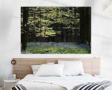 Haller forest by Menno Schaefer