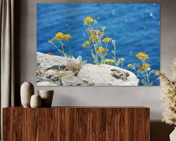 Mediterrane zonnebloemen