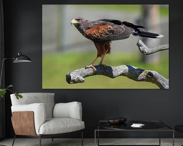 Woestijnbuizerd