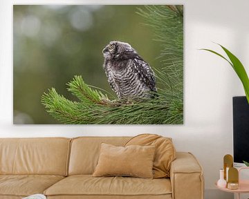 Sparrow owl by Lies Bakker