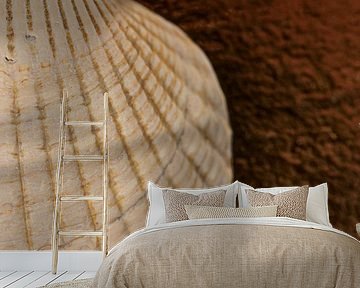 A half shell on a blended background by Marjolijn van den Berg
