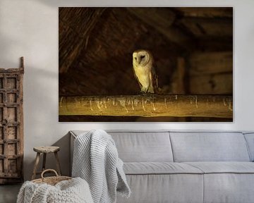 Barn owl