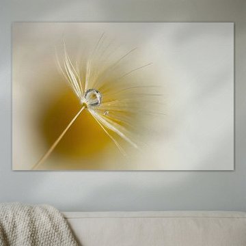 Baisse de pissenlit fluff.