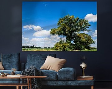 Old Solitary Tree in Drente by Brian Morgan