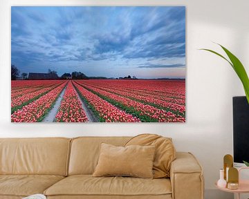 Bulb field in Groningen by Ron Buist