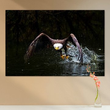 Ameracan sea eagle catching food from water surface