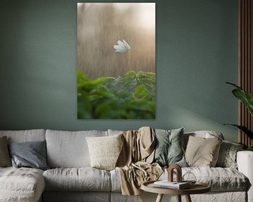 Wood anemone in the rain by Francois Debets