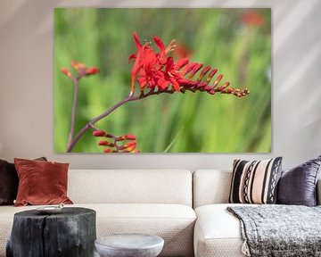 crocosmia by Richard Wareham