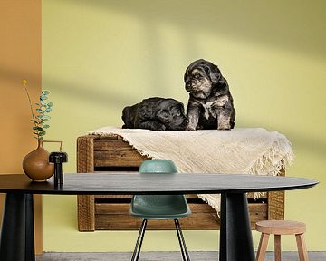 3,5 weekjes jonge pups / berner sennen labrador kruising /  in de studio met groen als achtergrondkleur / op een houten krat