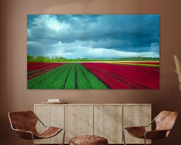 Bulb fields on Urk