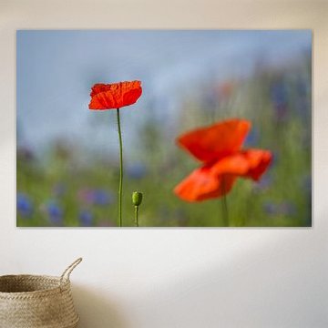 Coquelicots dans une pelouse