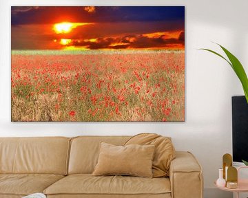 Corn poppy sunset