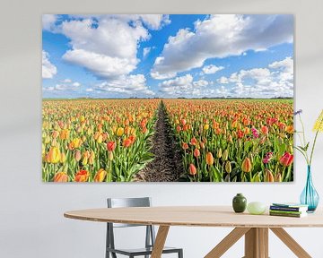 Vollfarbe mit Tulpen in voller Farbe mit Tulpen in den Niederlanden sur eric van der eijk
