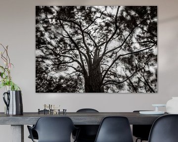 Hoge bomen vangen veel wind (zwart wit)