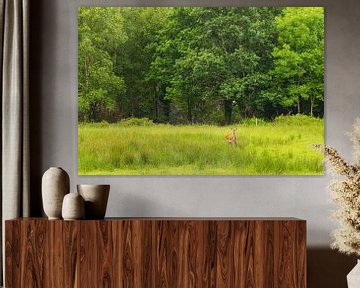 Killarney deer (Ireland) by Marcel Kerdijk