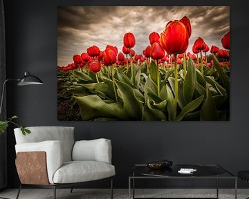 Tulipes - Rouge sur Edwin van Wijk