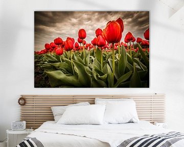 Tulpen - Rot von Edwin van Wijk