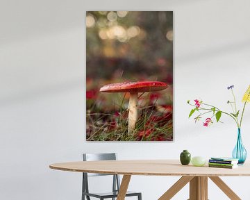 Enchanted Red Mushroom by Adriana Luxwolda