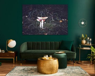 Paddenstoelen van Miranda Jansen Fotografie