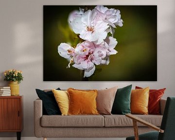 Fleurs sur Miranda Jansen Fotografie