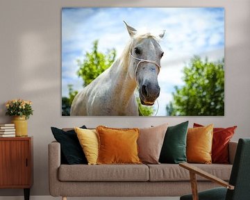 Grey horse
