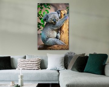 Koala van Miranda Jansen Fotografie