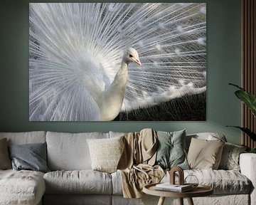 Weißer Pfau Hahn von Wilma Overwijn