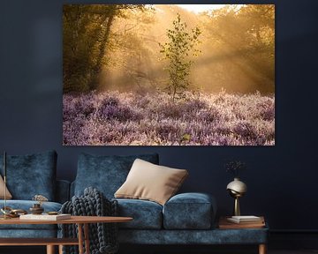 A Young Tree Sunbathing Over Purple Heather Fields by Adriana Luxwolda