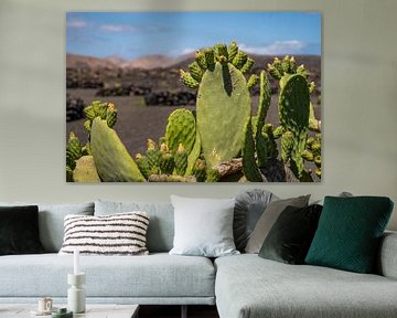 Cactus 1 by Nuance Beeld