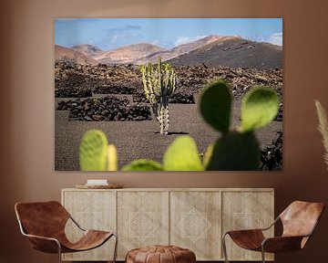 Cactus 2 by Nuance Beeld