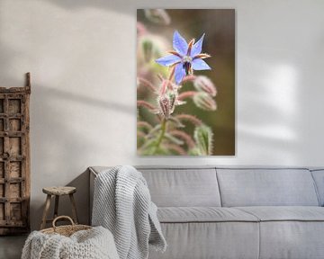 Doorschijnend blauw van Daniëlle Eibrink Jansen