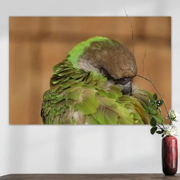 Dormez tranquille perroquet