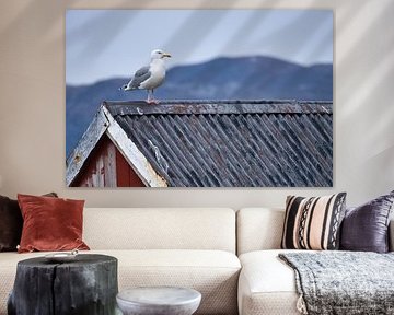 Mouette sur une cabane de pêcheur au bord d'un fjord en Norvège sur Martin Köbsch