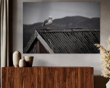 Seagull on a fishing hut on a fjord in Norway by Martin Köbsch