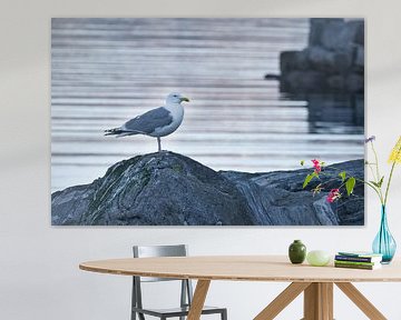 Zeemeeuw op een steen aan het fjord in Noorwegen