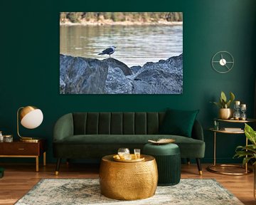 Zeemeeuw op een steen aan het fjord in Noorwegen