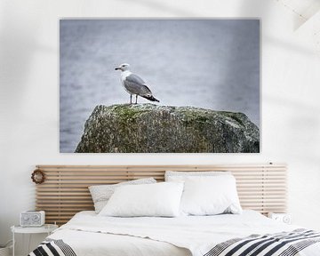 Zeemeeuw op een steen aan het fjord in Noorwegen