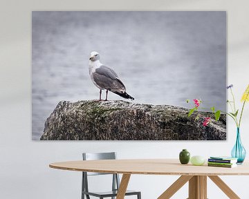 Zeemeeuw op een steen aan het fjord in Noorwegen