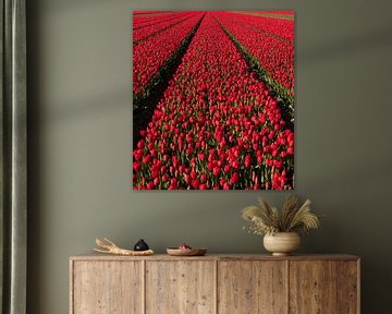 Rode Tulpen 003 van Alex Hiemstra