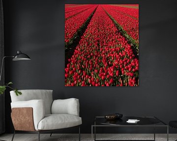Rode Tulpen 003 von Alex Hiemstra