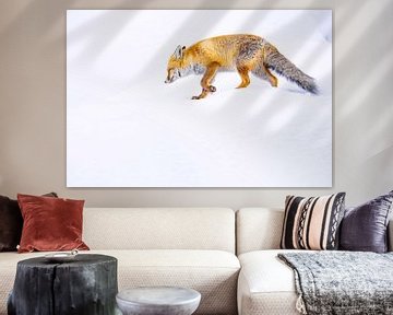 Sluwe vos in winterlandschap