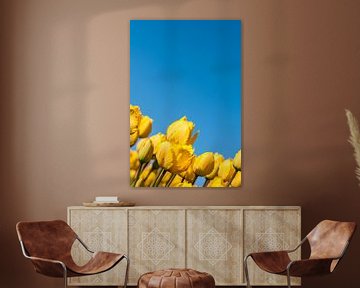 Gele Tulpen 002 by Alex Hiemstra